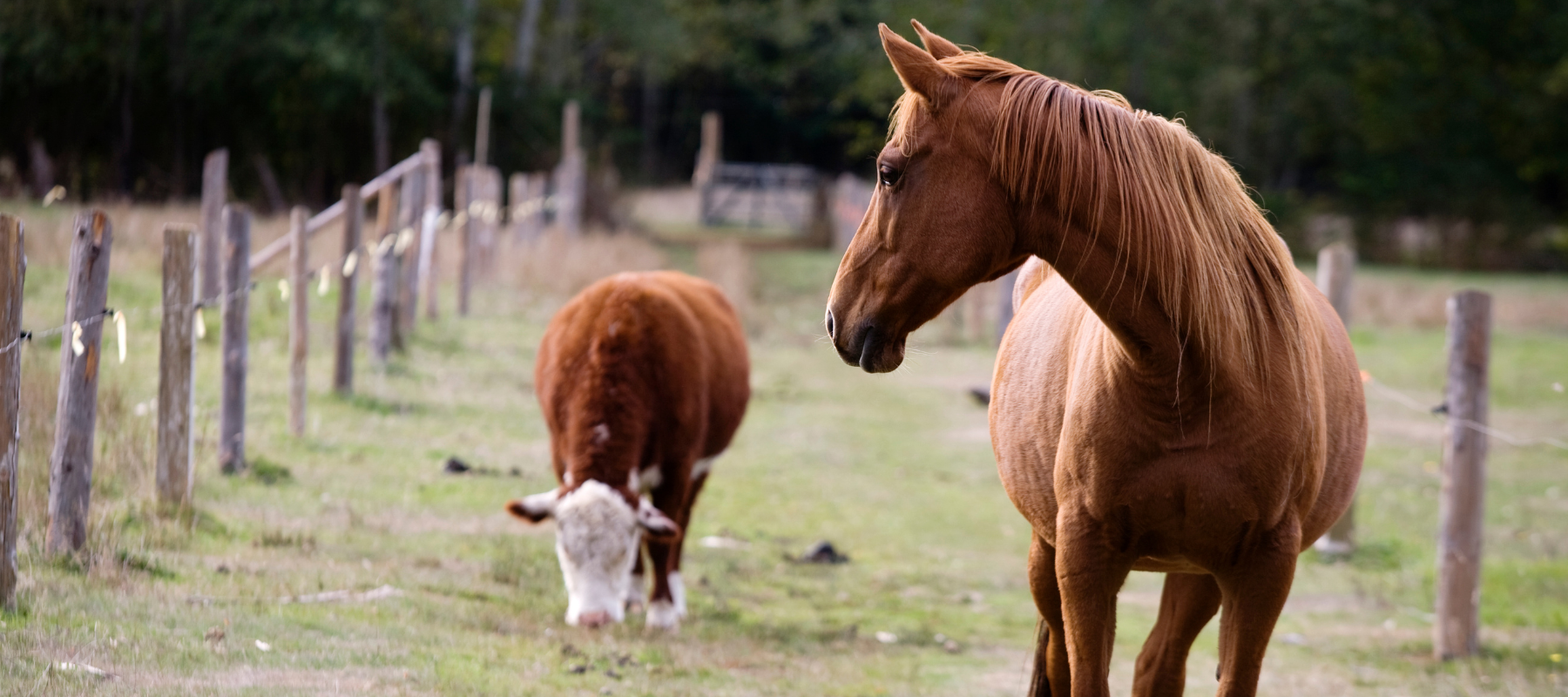 A brown horse stands in a grassy paddock, looking back at a grazing cow. Wooden fence posts line the field, creating a peaceful rural scene.
